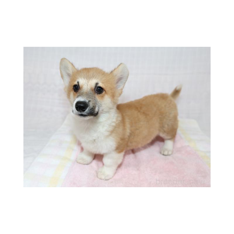 販売中の兵庫県のウェルシュコーギーペンブローク-426949の6枚目