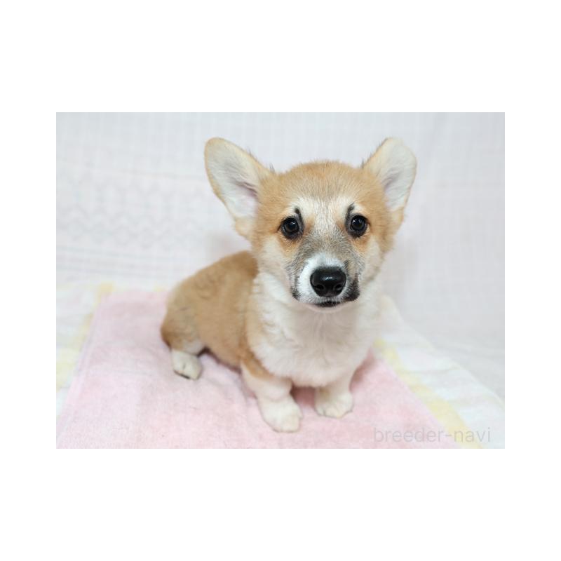 販売中の兵庫県のウェルシュコーギーペンブローク-426949の5枚目