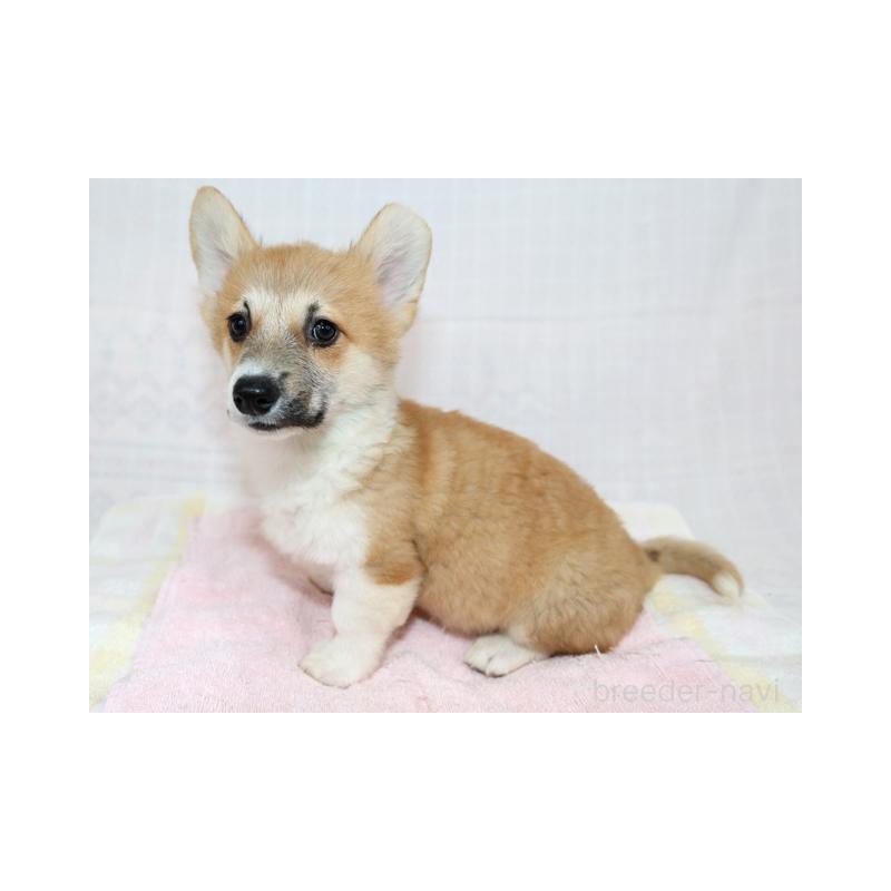 販売中の兵庫県のウェルシュコーギーペンブローク-426949の4枚目