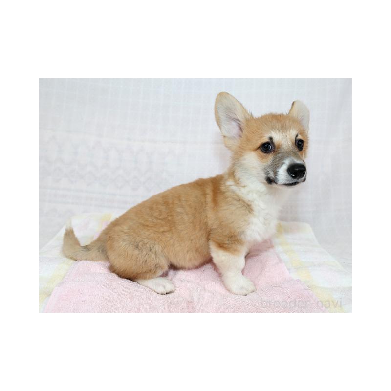 販売中の兵庫県のウェルシュコーギーペンブローク-426949の3枚目