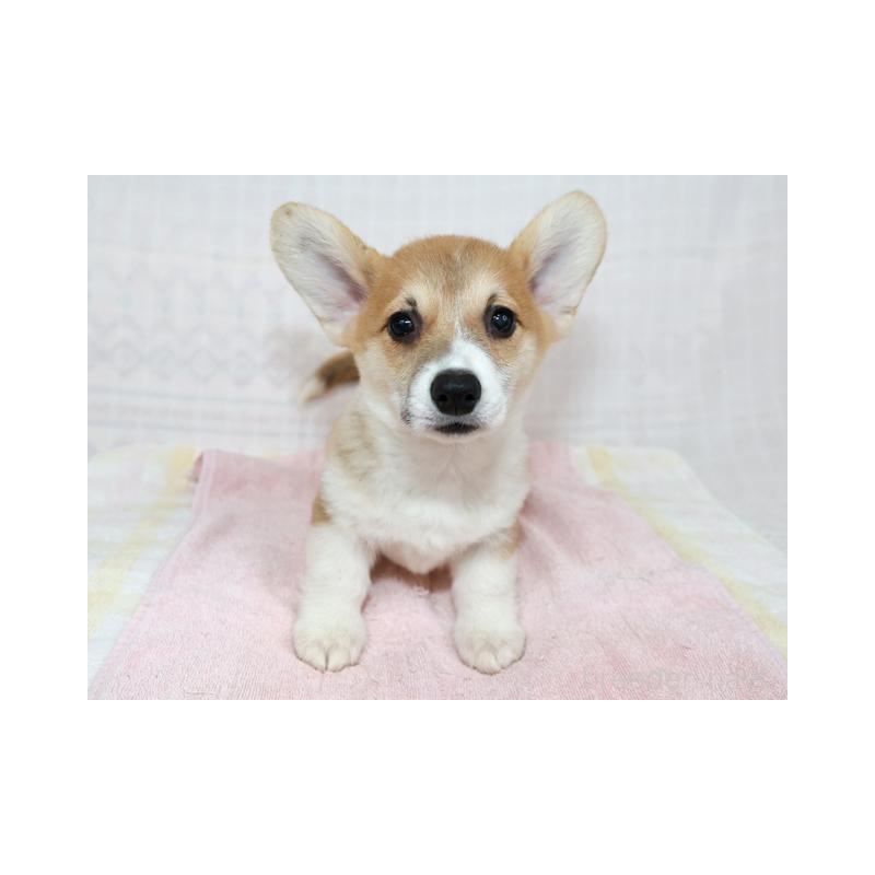 販売中の兵庫県のウェルシュコーギーペンブローク-426950