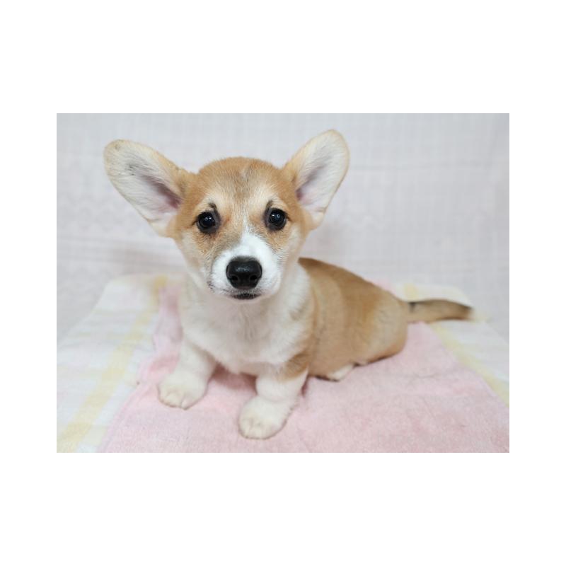 販売中の兵庫県のウェルシュコーギーペンブローク-426950の6枚目