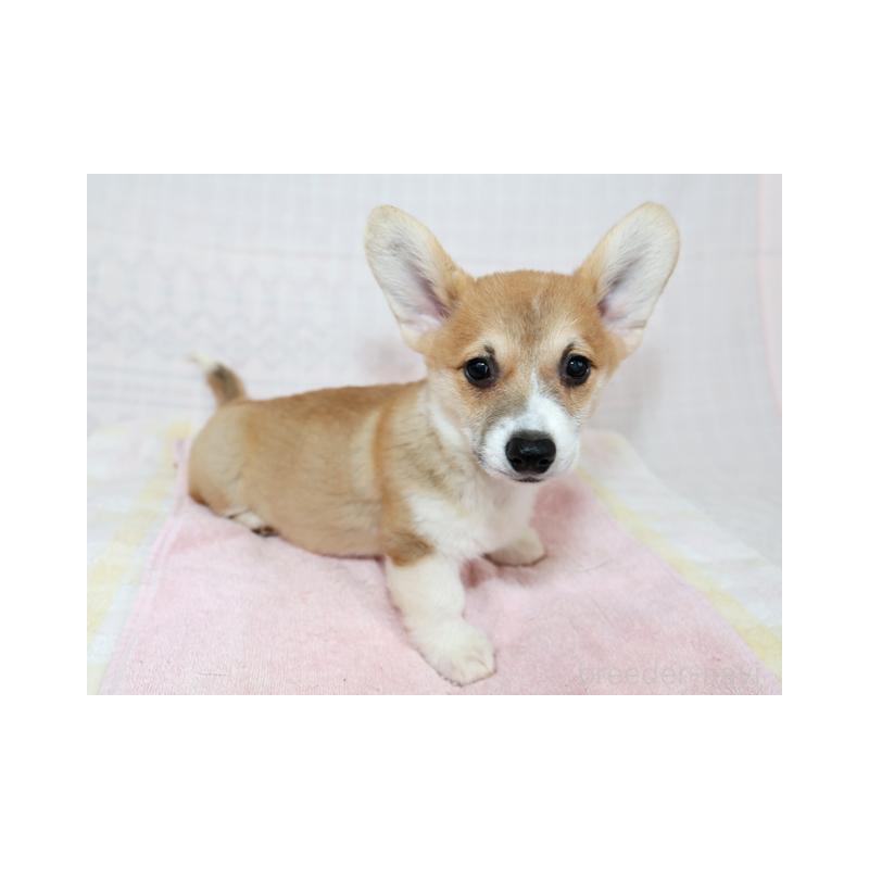 販売中の兵庫県のウェルシュコーギーペンブローク-426950の5枚目