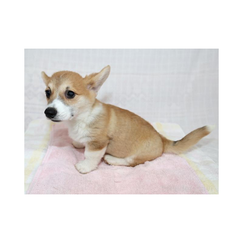 販売中の兵庫県のウェルシュコーギーペンブローク-426950の4枚目