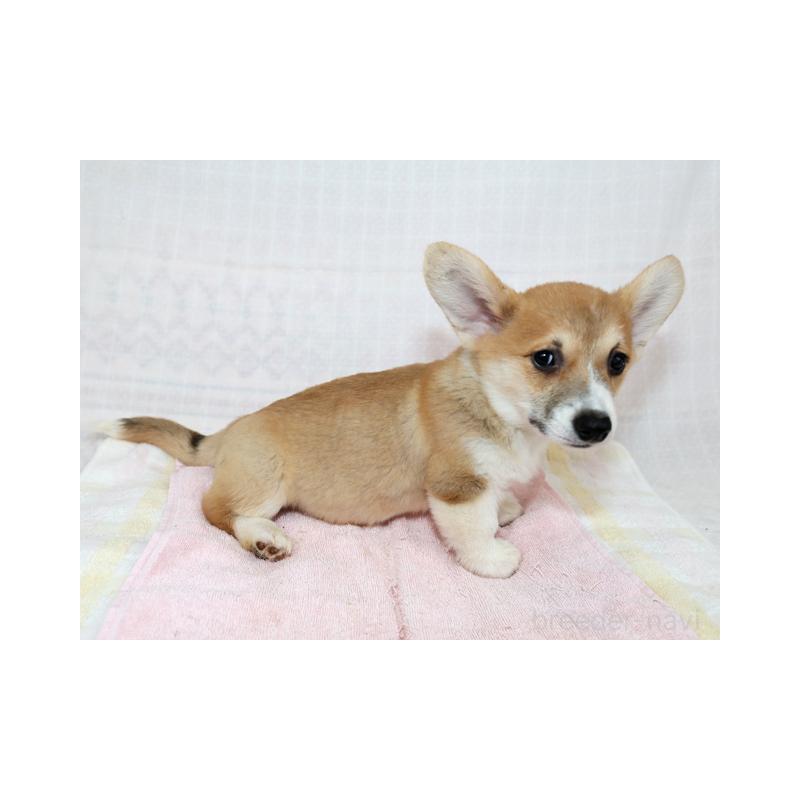 販売中の兵庫県のウェルシュコーギーペンブローク-426950の3枚目