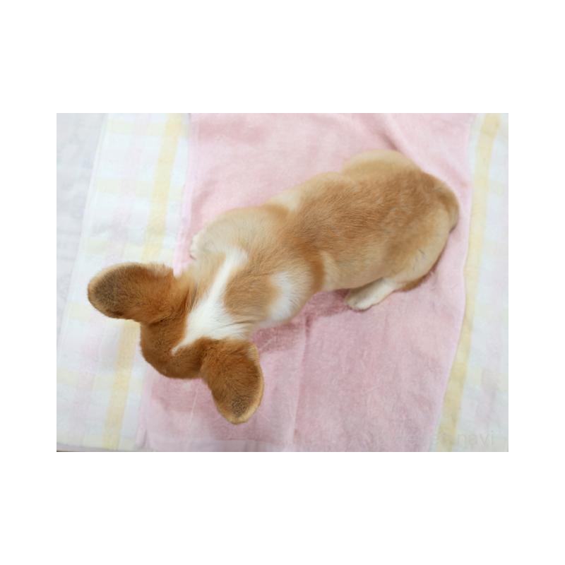 販売中の兵庫県のウェルシュコーギーペンブローク-426950の2枚目