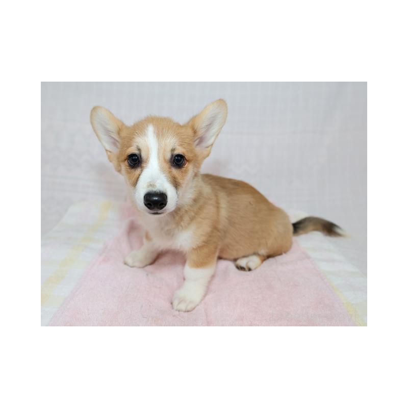 販売中の兵庫県のウェルシュコーギーペンブローク-426951の6枚目