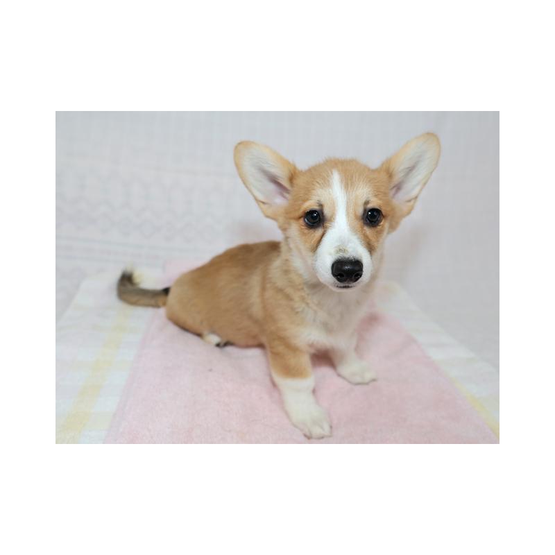 販売中の兵庫県のウェルシュコーギーペンブローク-426951の5枚目