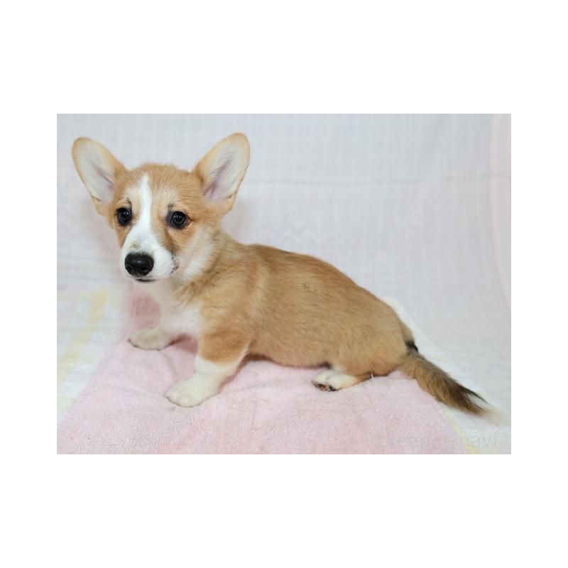 販売中の兵庫県のウェルシュコーギーペンブローク-426951の4枚目