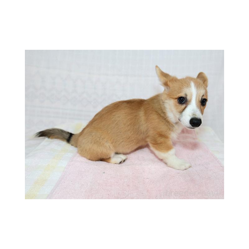 販売中の兵庫県のウェルシュコーギーペンブローク-426951の3枚目