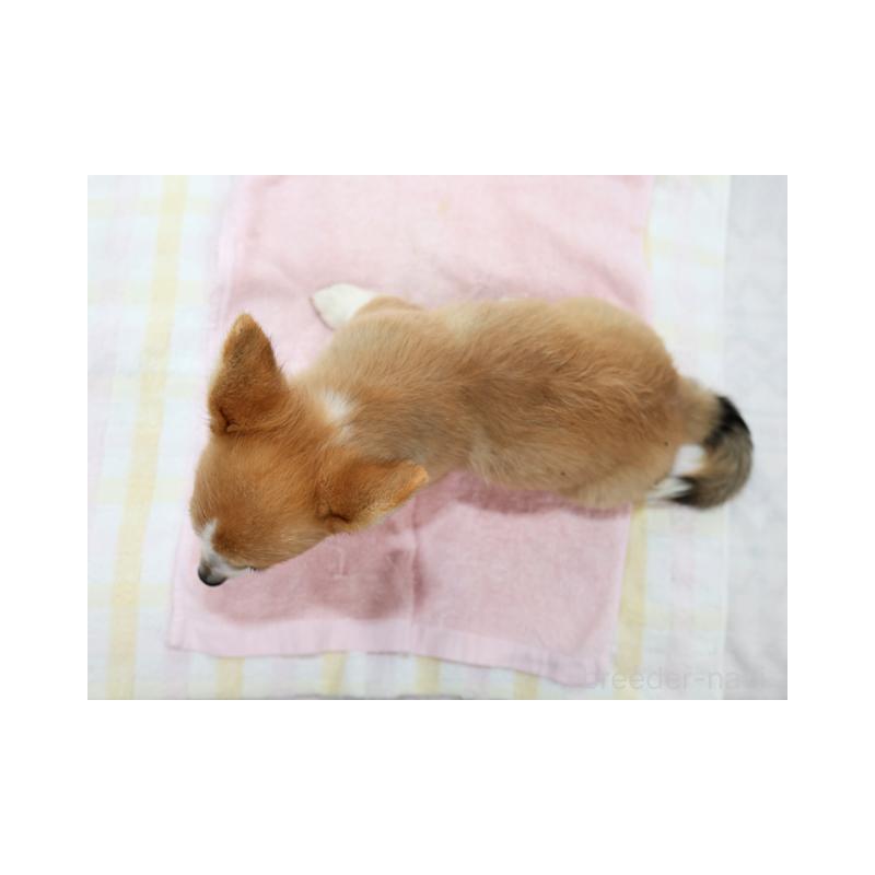 販売中の兵庫県のウェルシュコーギーペンブローク-426951の2枚目