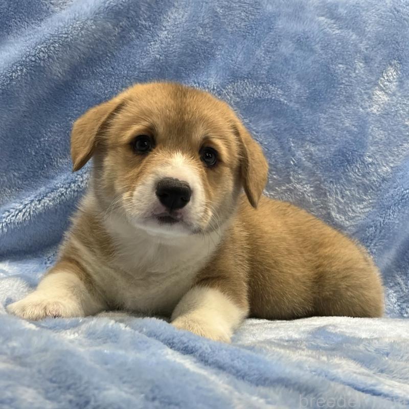 商談中の大阪府のウェルシュコーギーペンブローク-422828