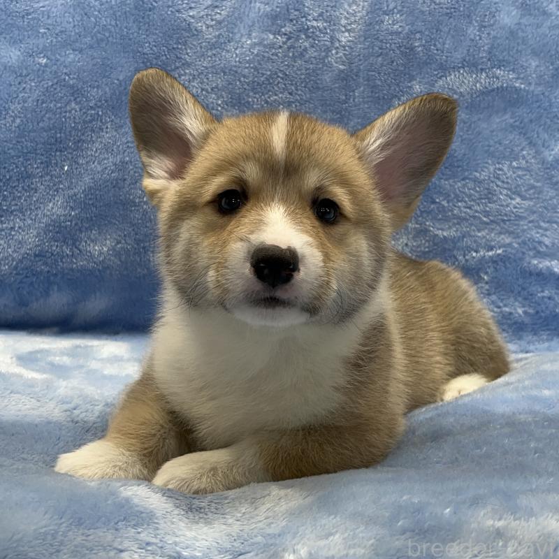 販売中の大阪府のウェルシュコーギーペンブローク-422829