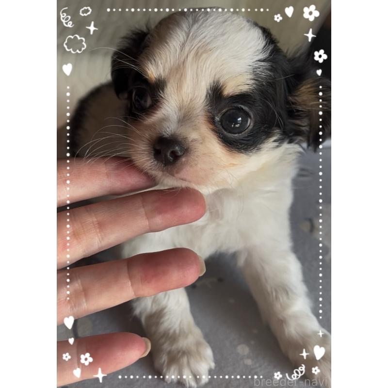 成約済の東京都のチワワ(ロングコート)-422821の2枚目