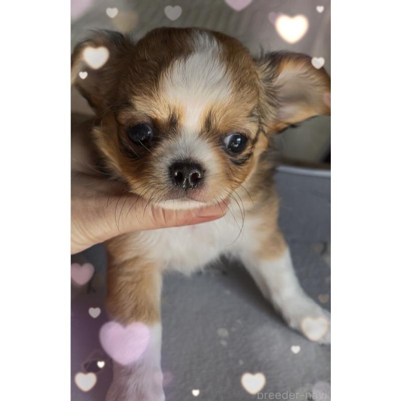 販売中の東京都のチワワ(ロングコート)-422820