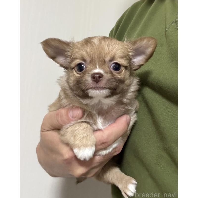 販売中の埼玉県のチワワ(ロングコート)-426955の1枚目