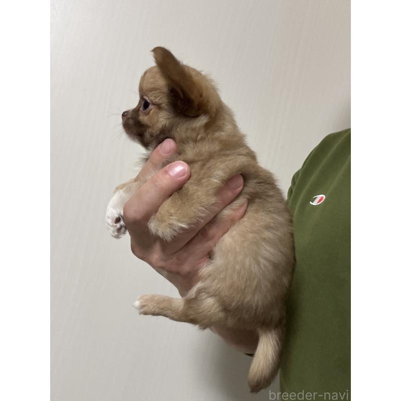 販売中の埼玉県のチワワ(ロングコート)-426955の3枚目