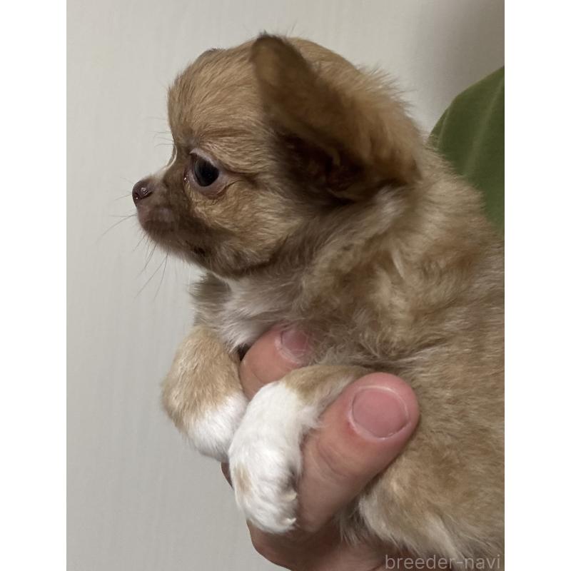 販売中の埼玉県のチワワ(ロングコート)-426955の2枚目