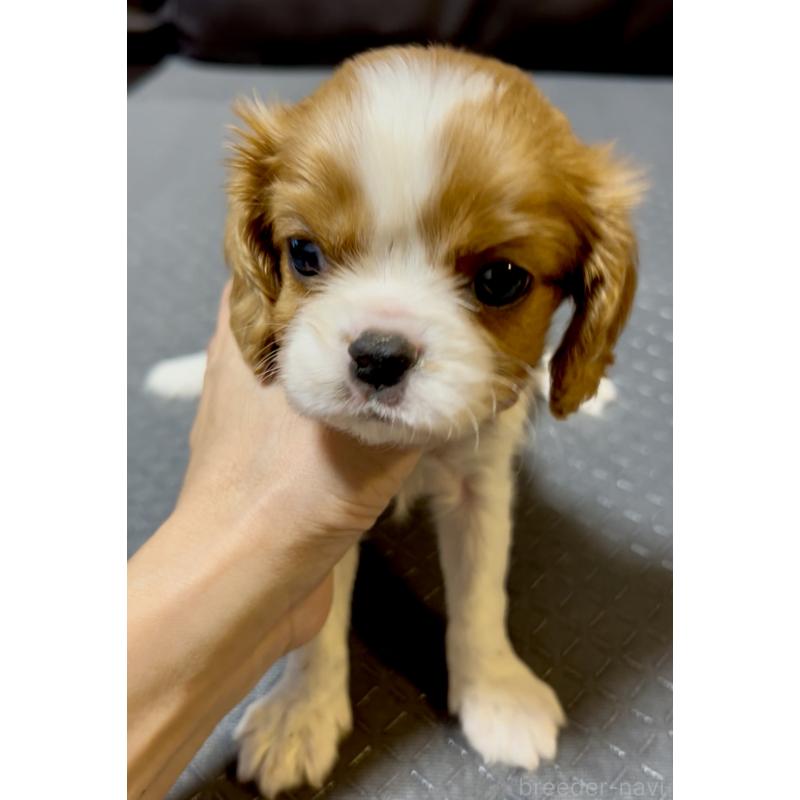 販売中の奈良県のキャバリアキングチャールズスパニエル-426956の10枚目