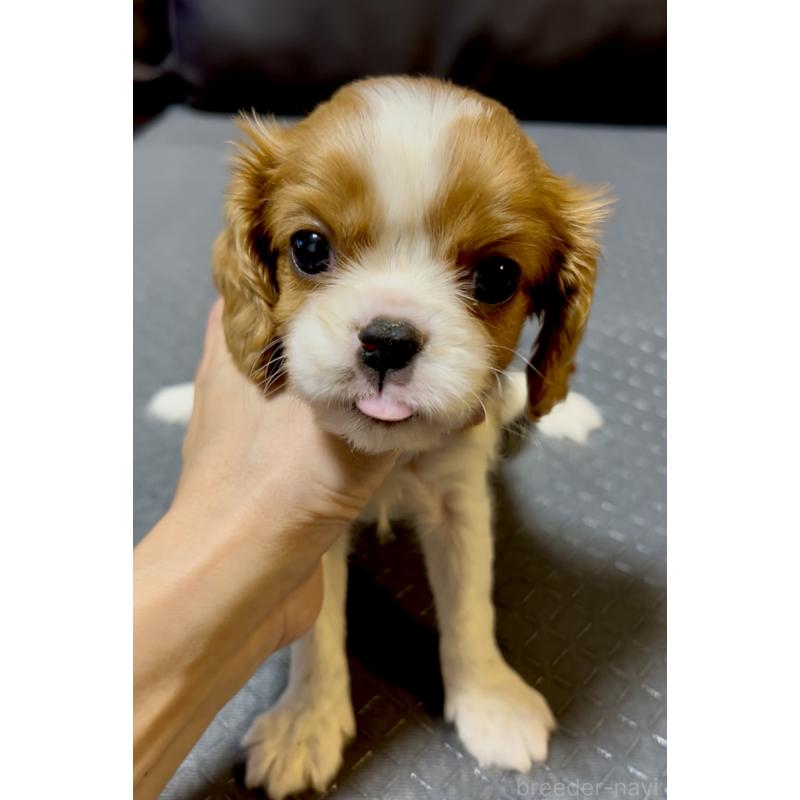 販売中の奈良県のキャバリアキングチャールズスパニエル-426956の9枚目