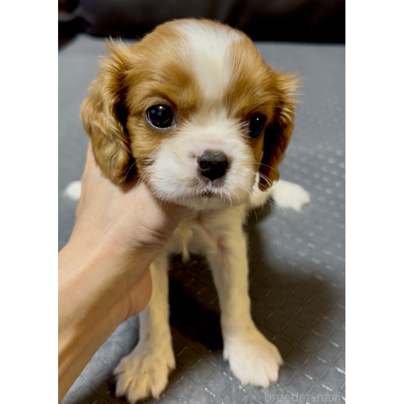販売中の奈良県のキャバリアキングチャールズスパニエル-426956の1枚目