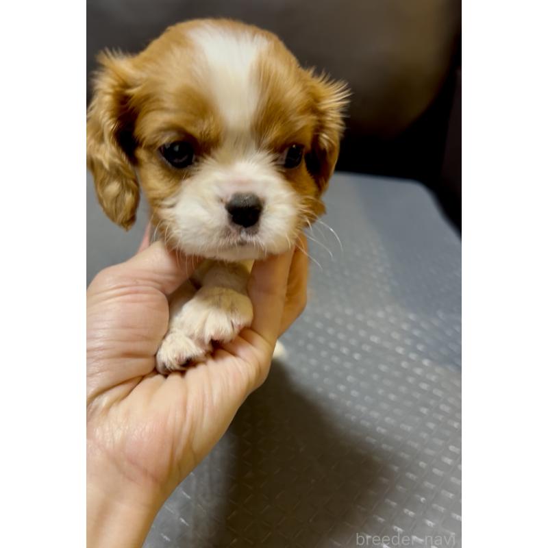 販売中の奈良県のキャバリアキングチャールズスパニエル-426956の7枚目