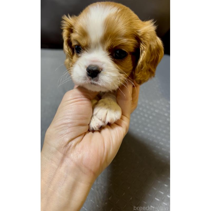 販売中の奈良県のキャバリアキングチャールズスパニエル-426956の6枚目
