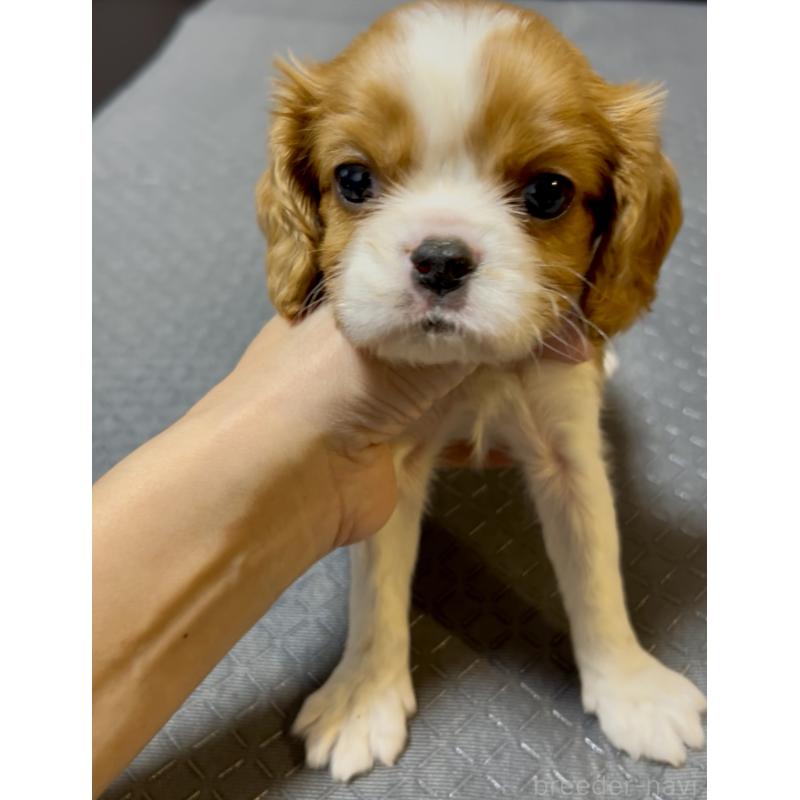 販売中の奈良県のキャバリアキングチャールズスパニエル-426956の5枚目