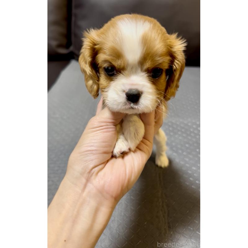 販売中の奈良県のキャバリアキングチャールズスパニエル-426956の4枚目