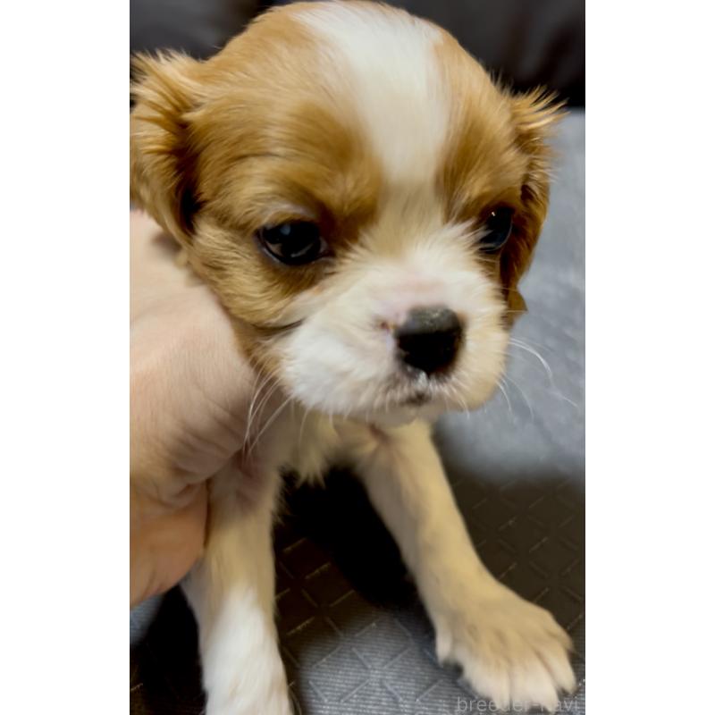 販売中の奈良県のキャバリアキングチャールズスパニエル-426956の3枚目