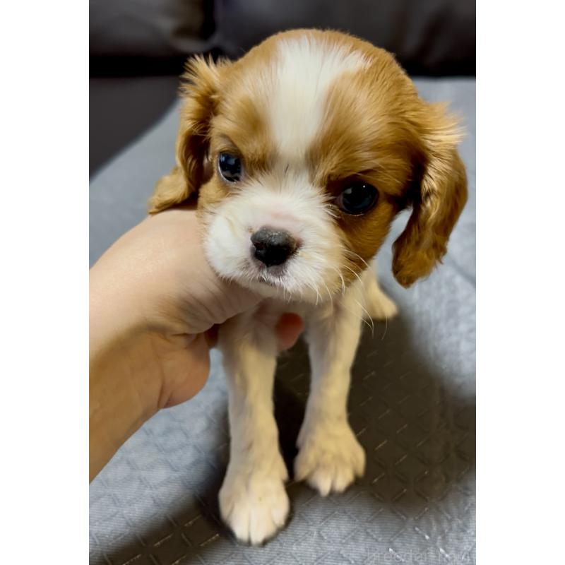 販売中の奈良県のキャバリアキングチャールズスパニエル-426956の2枚目