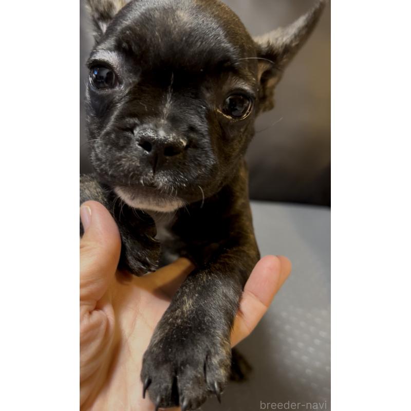 販売中の奈良県のフレンチブルドッグ-426957の7枚目