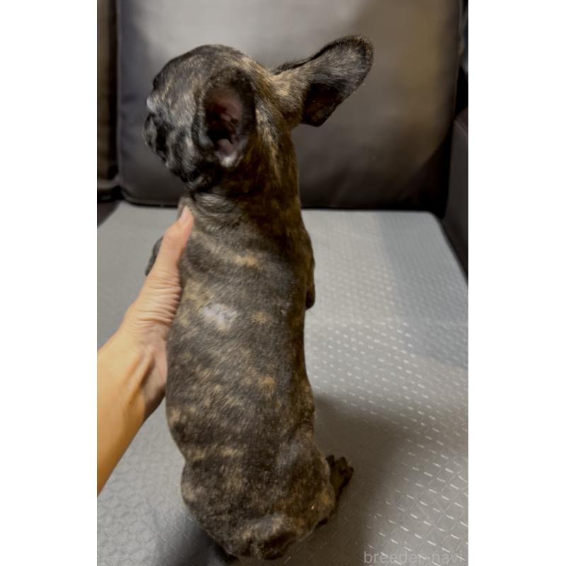 販売中の奈良県のフレンチブルドッグ-426957の6枚目