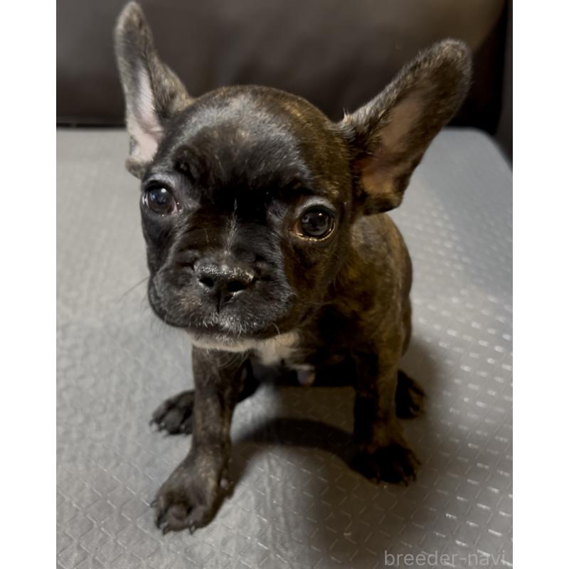 販売中の奈良県のフレンチブルドッグ-426957の1枚目