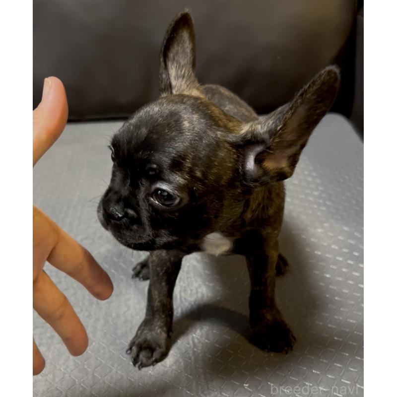 販売中の奈良県のフレンチブルドッグ-426957の5枚目