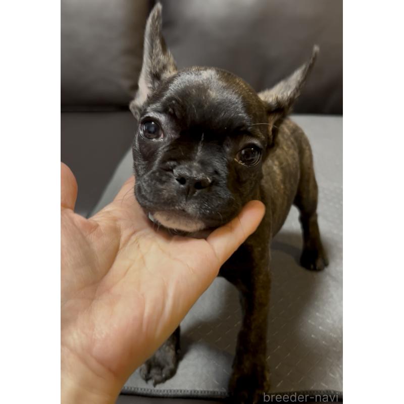 販売中の奈良県のフレンチブルドッグ-426957の2枚目
