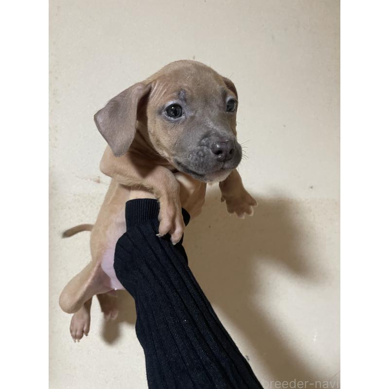 販売中の佐賀県のアメリカンピットブルテリア-426769の2枚目