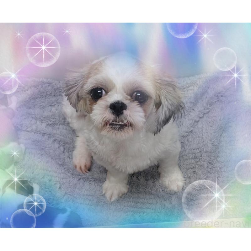 くるみちゃん1枚目