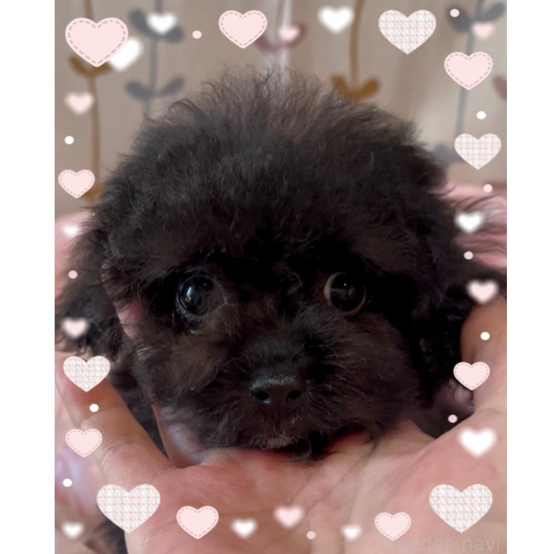 販売中の東京都のティーカッププードル-416341