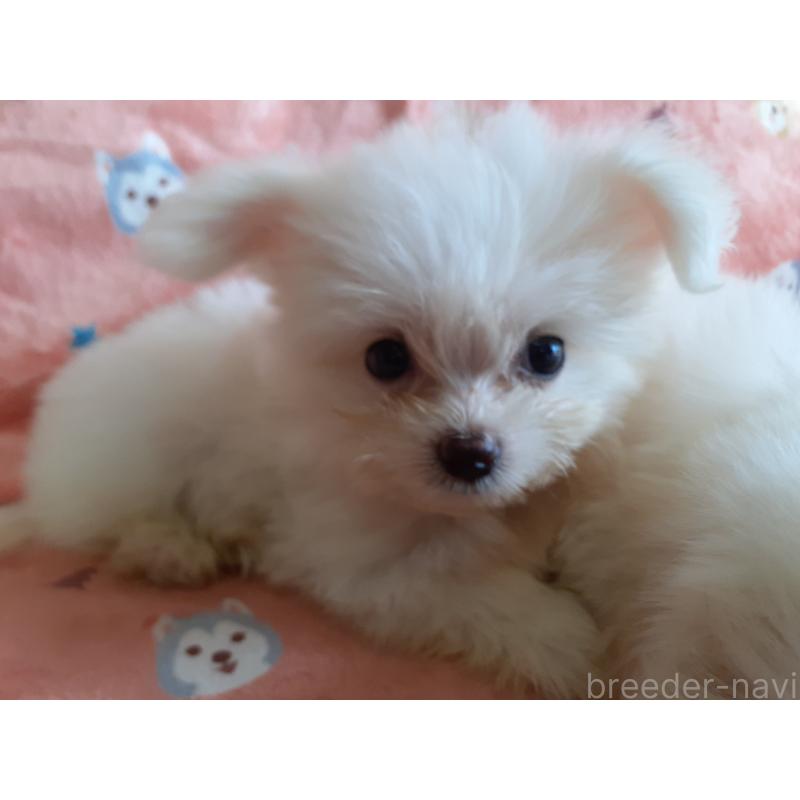 販売中の熊本県のポメマル:ポメラニアン×マルチーズ-426815の4枚目