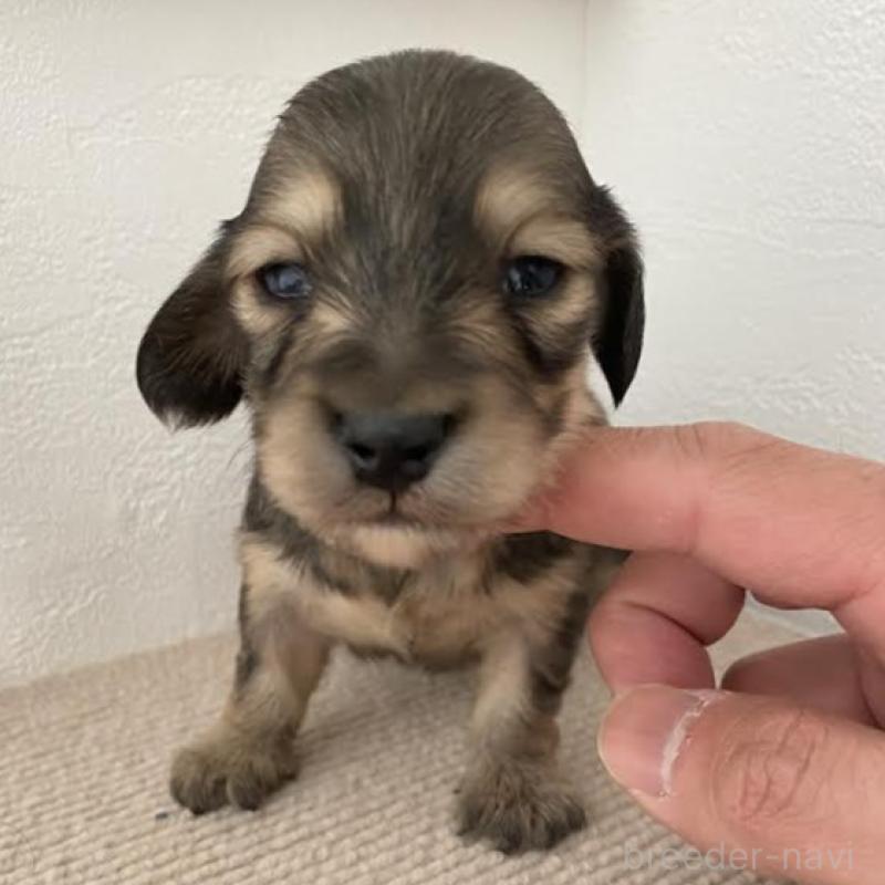 販売中の群馬県のカニンヘンダックスフンド(ロングヘアード)-426771の1枚目