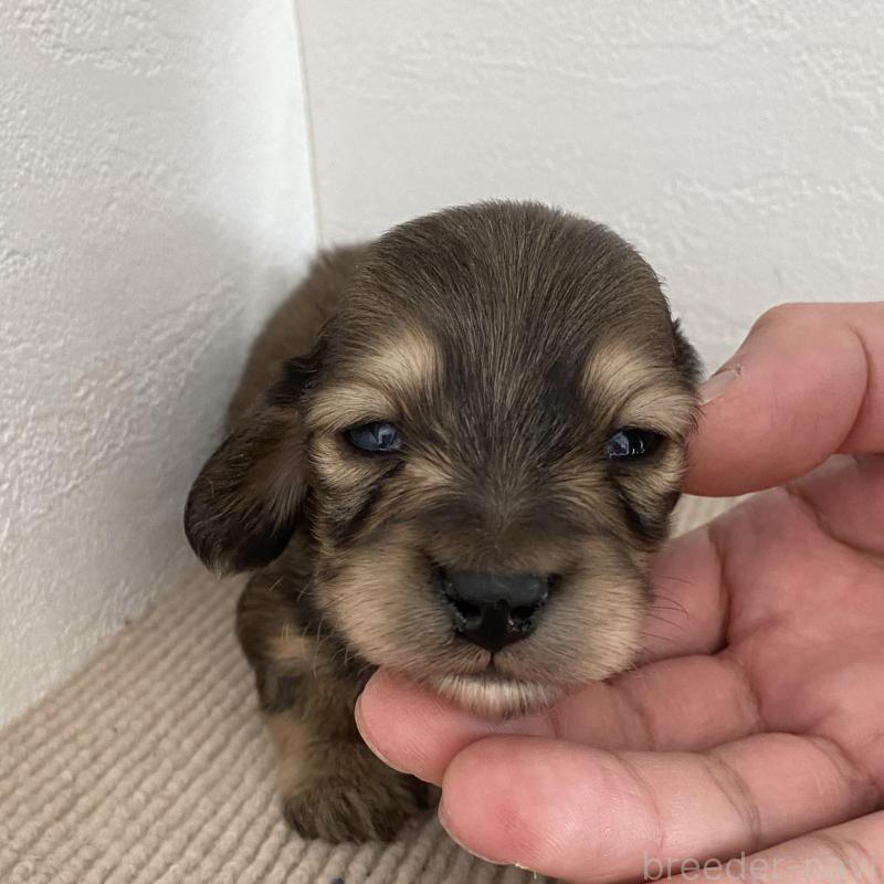 販売中の群馬県のカニンヘンダックスフンド(ロングヘアード)-426771の6枚目