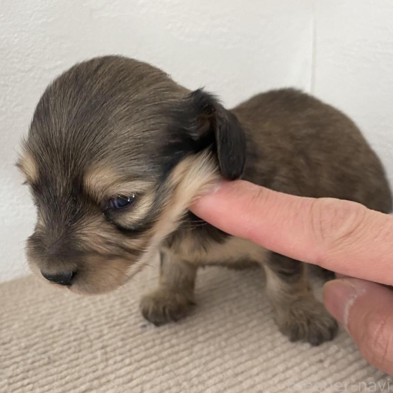 販売中の群馬県のカニンヘンダックスフンド(ロングヘアード)-426771の5枚目