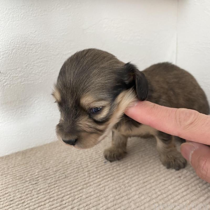 販売中の群馬県のカニンヘンダックスフンド(ロングヘアード)-426771の4枚目