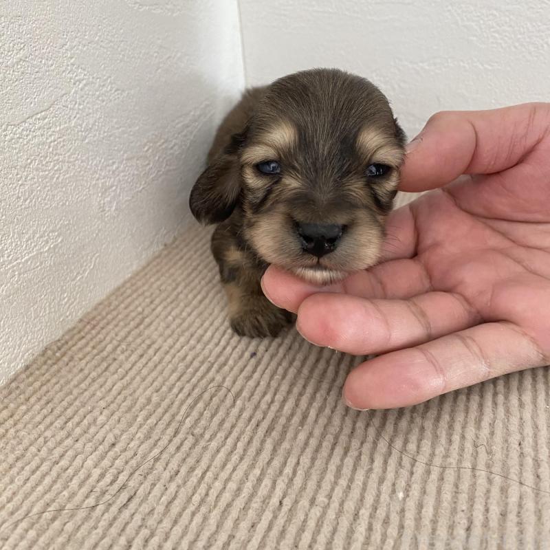 販売中の群馬県のカニンヘンダックスフンド(ロングヘアード)-426771の3枚目