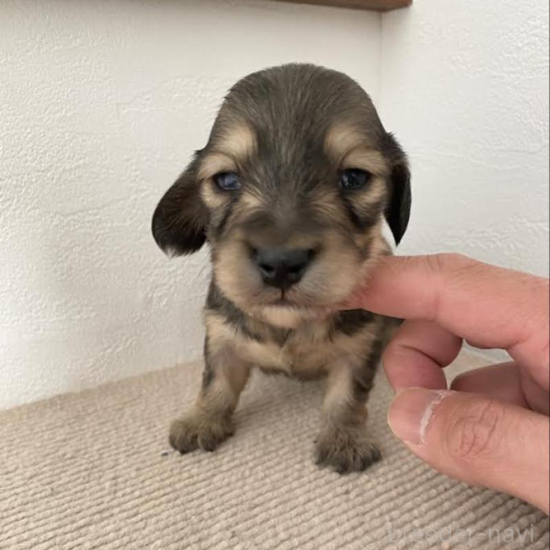 販売中の群馬県のカニンヘンダックスフンド(ロングヘアード)-426771の2枚目