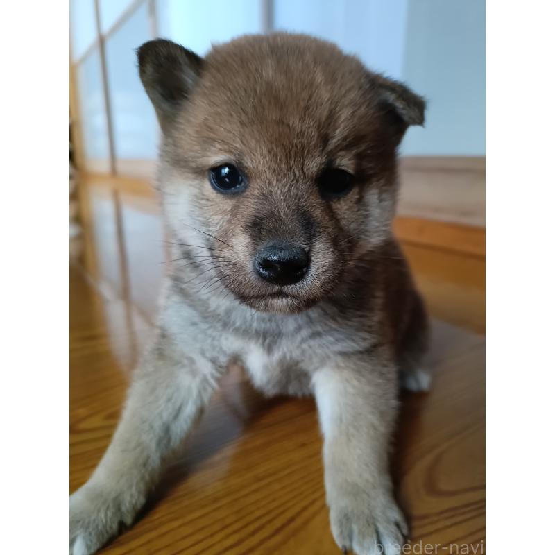 販売中の岩手県の柴犬-426772の3枚目