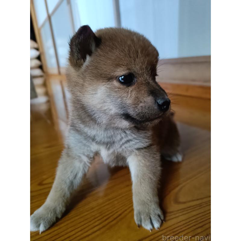 販売中の岩手県の柴犬-426772の2枚目