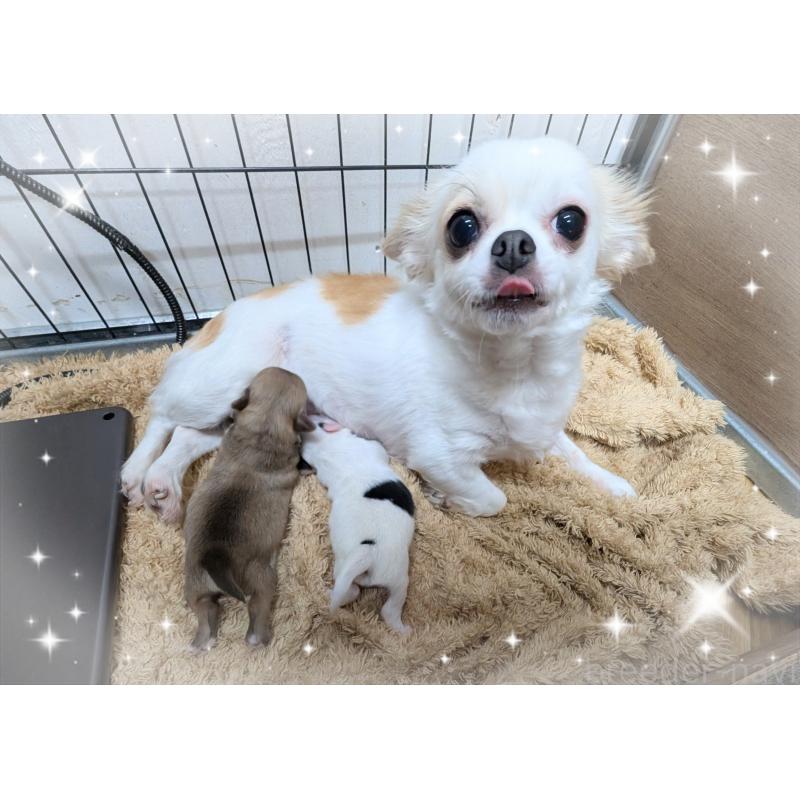 販売中の岐阜県のチワワ(ロングコート)-426775の1枚目