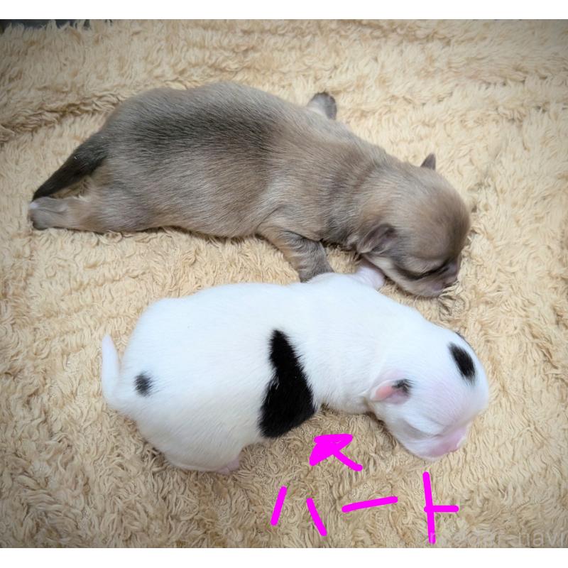 販売中の岐阜県のチワワ(ロングコート)-426775の2枚目